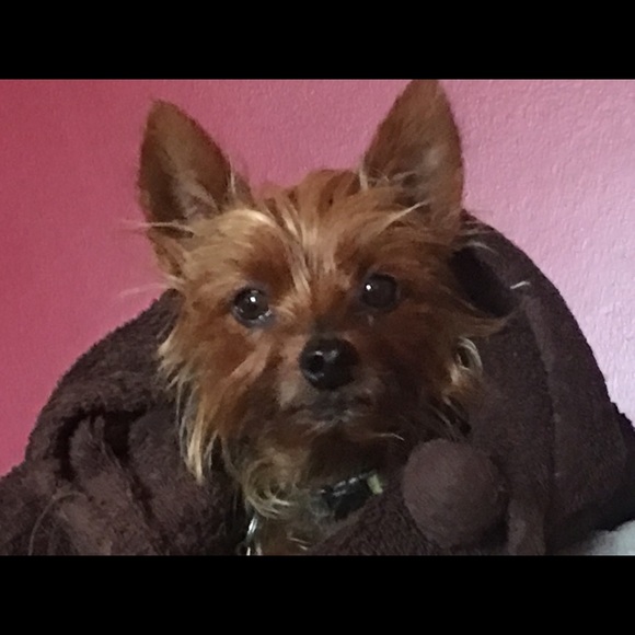 I’m a 59 year old mother of 3 and Nana to 8. My pictures are of my 3 protectors. - Picture 4 of 11